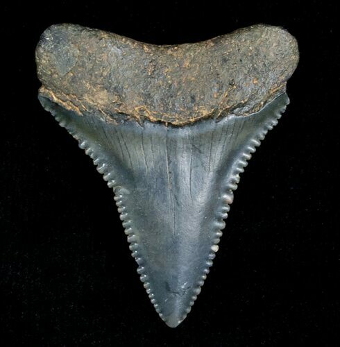 Fossil Great White Shark Tooth - Inches #5147